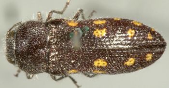 Media type: image;   Entomology 2732 Aspect: habitus dorsal view